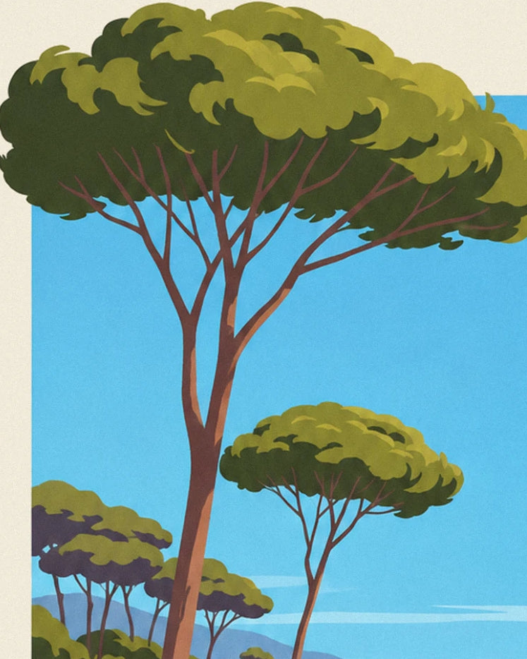 The large umbrella pine and its 2 smaller neighbours in front of the blue sea at the foot of the hill