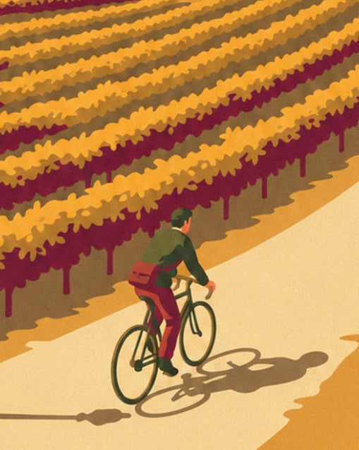 Le cycliste en veste verte et pantalon bordeaux, sur le chemin clair entre les rangs de vigne