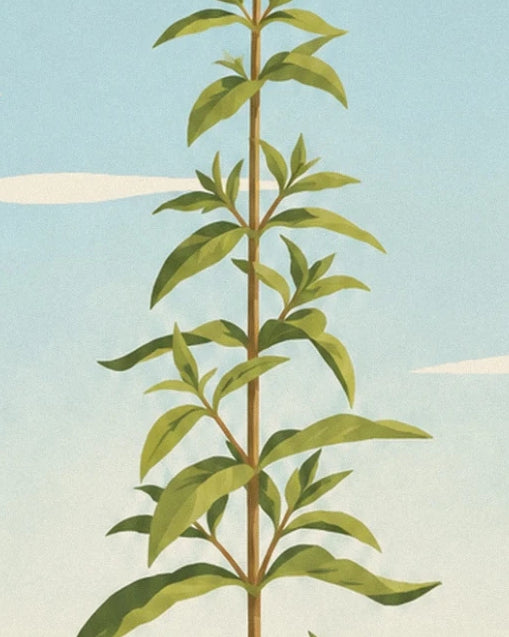 The lemon verbena stem and its slender leaves, beneath a pale blue sky