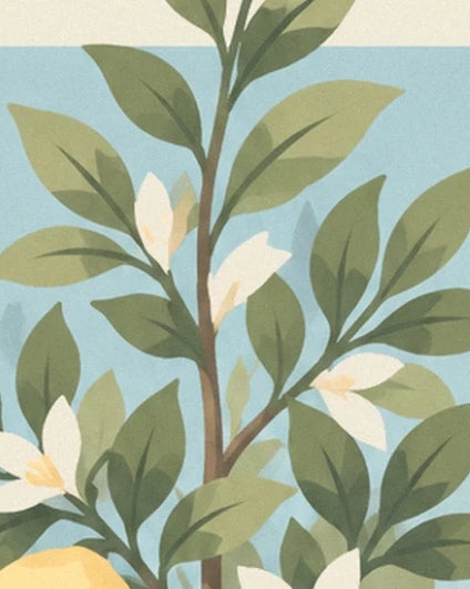 The lemon tree’s slender branches with olive-green leaves and white flowers