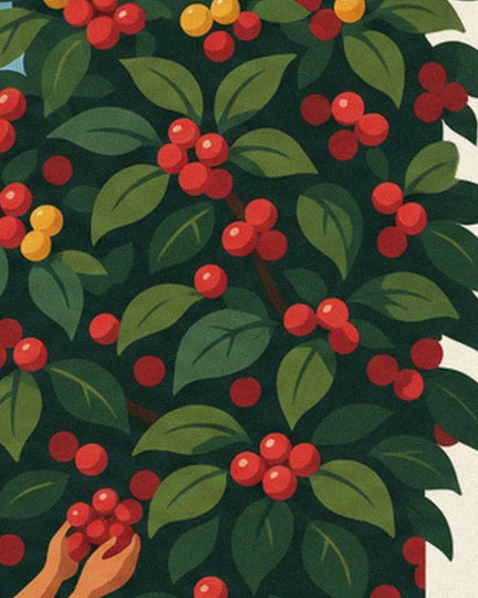 Les grappes de cerises de café rouges et jaunes parmi les larges feuilles vertes
