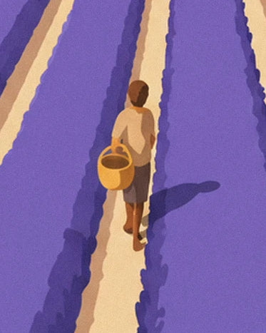 Un personnage de dos, panier au bras, sur un chemin entre les rangs de lavande violette