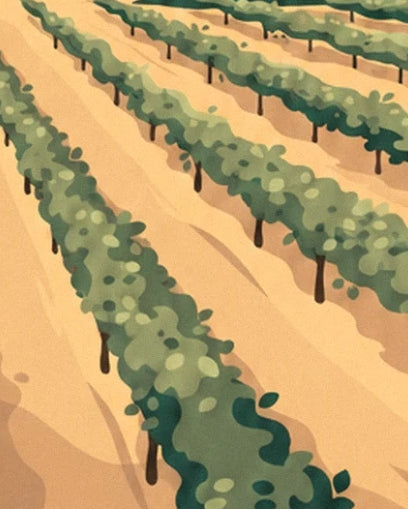 Les rangées de ceps au feuillage vert sur la terre dorée du vignoble