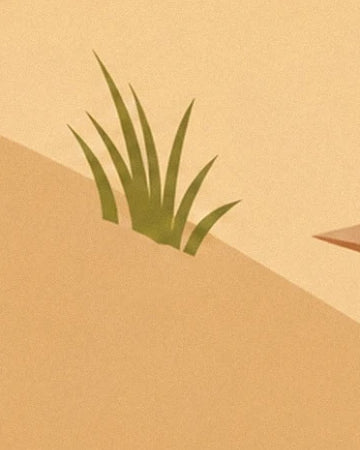 A tuft of green grass on the golden sand, at the edge of a slanting shadow