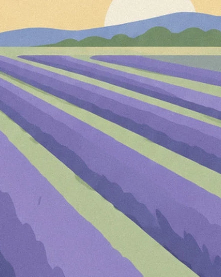 Les rangées violettes du champ de lavande devant les collines bleues et les arbres verts
