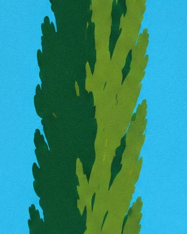 Le feuillage élancé d’un arbre, en vert sombre et vert clair sur fond de ciel bleu
