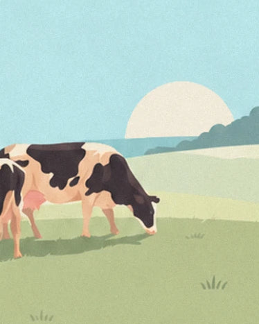 Une vache noire et crème broutant dans un pré vert sous un soleil pâle