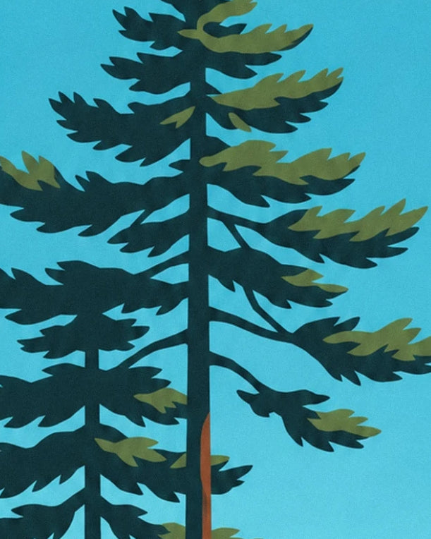 The dark green branches of a large pine against a turquoise blue background