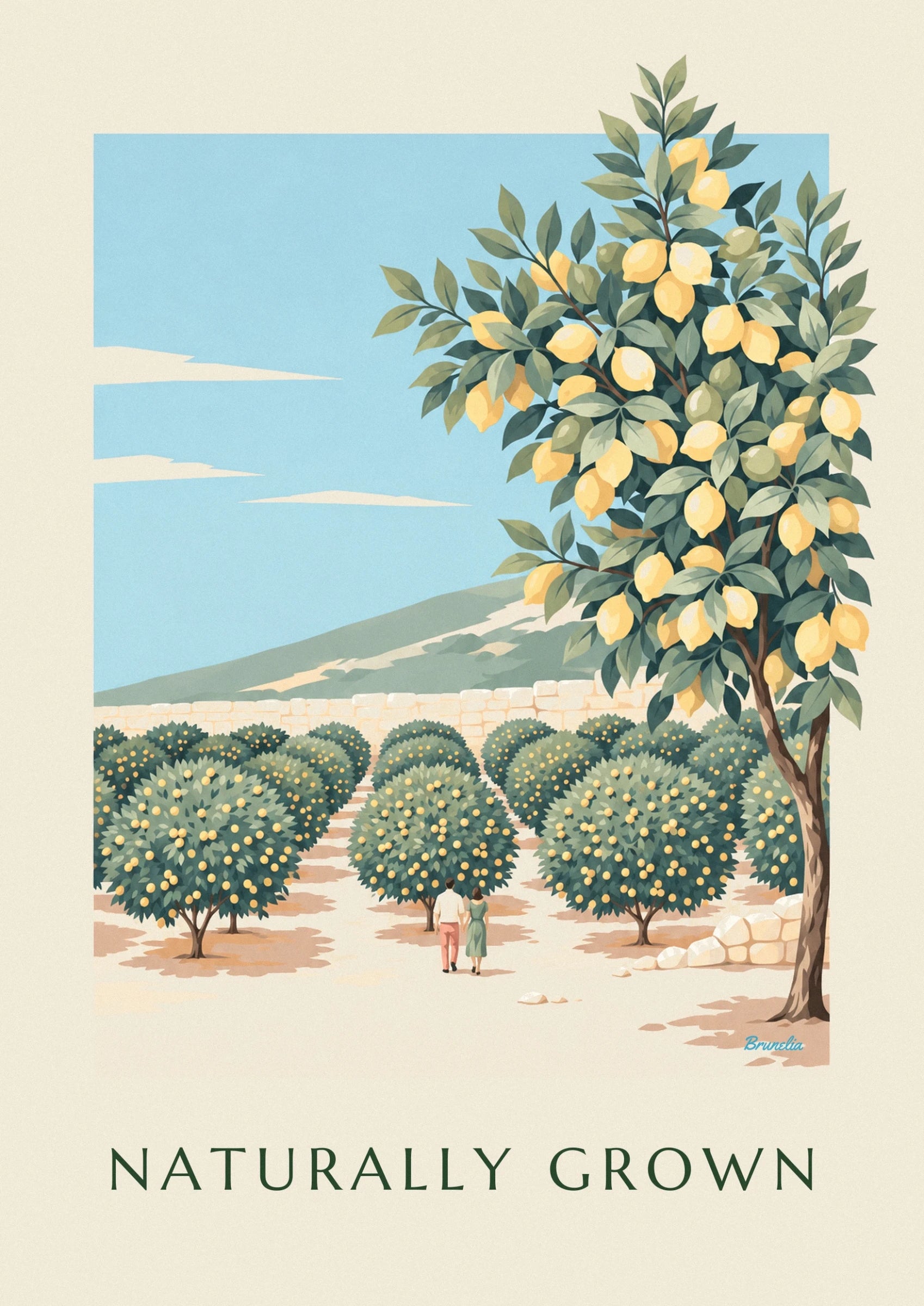 The ripe and green lemons among dark green leaves against a pale blue sky