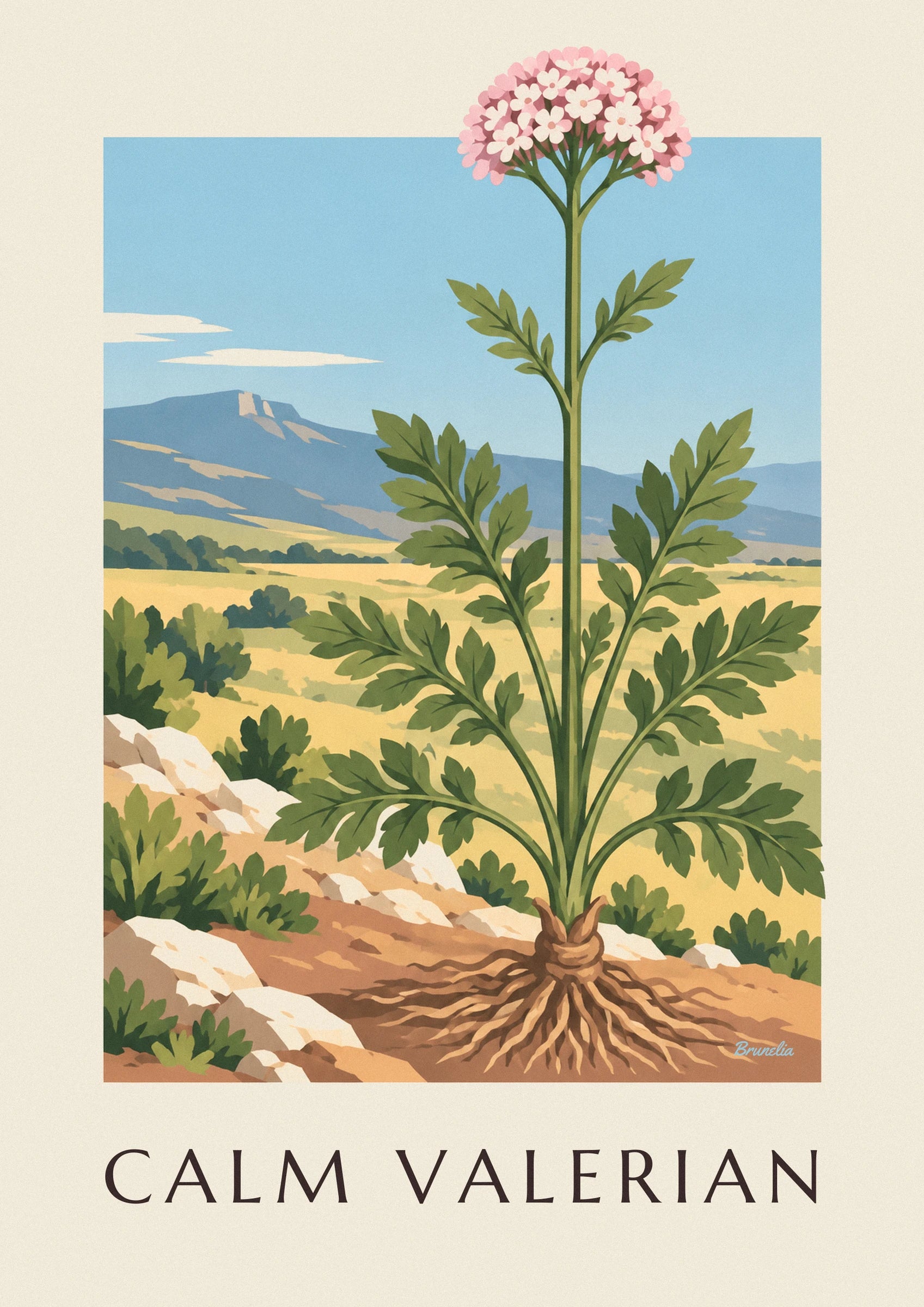 Affiche valériane officinale plante médicinale : détail en gros plan